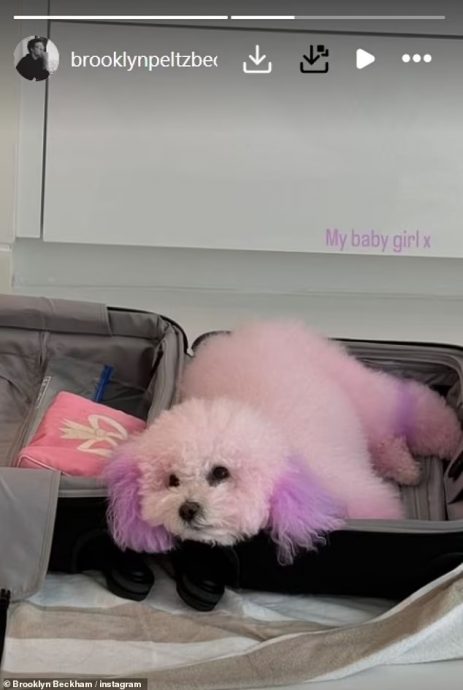 贝克汉姆长子将爱犬染色 被批虐待动物