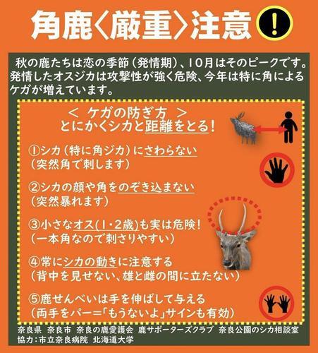 拚图)日本奈良鹿伤人事故倍增 公园发警告 吁远离有角雄鹿