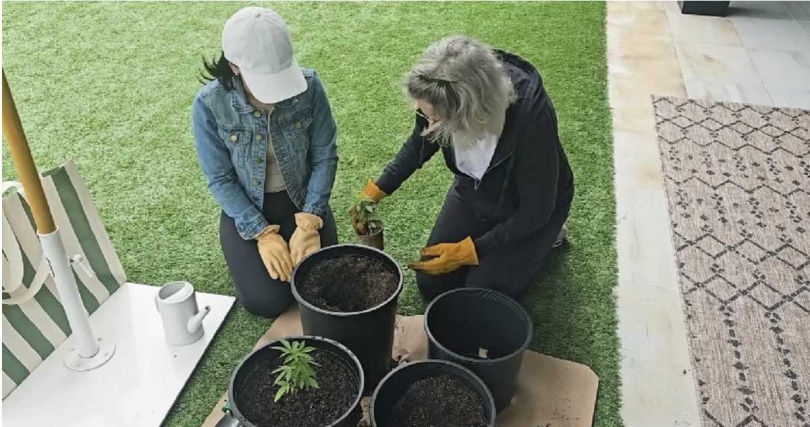 女子将爸爸骨灰混进土里 种大麻和妈妈一起吸