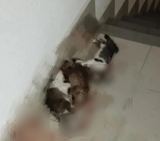小猫遭残杀案|拉曼理工大学:全力配合调查