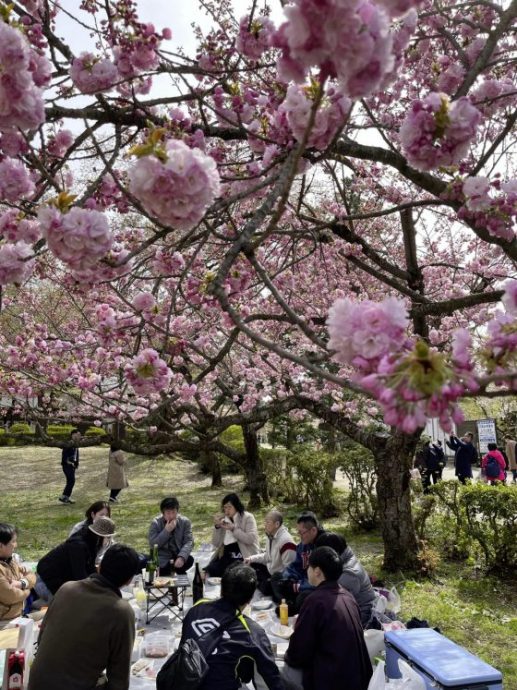 【日本】日本东北追樱之旅:带你走进奥入濑溪流中