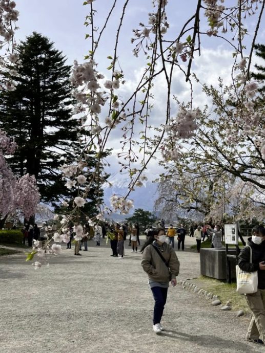 【日本】日本东北追樱之旅:带你走进奥入濑溪流中