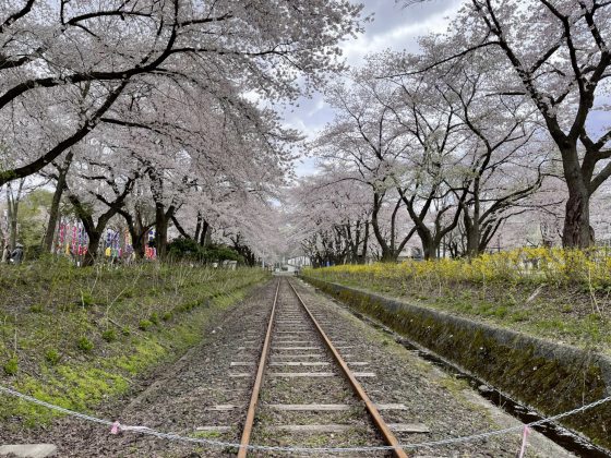 【日本】日本东北追樱之旅:带你走进奥入濑溪流中
