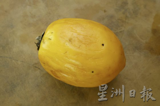 【种子自主权/02】迦南地梦想园,搜集稀有种子,耕耘食物森林