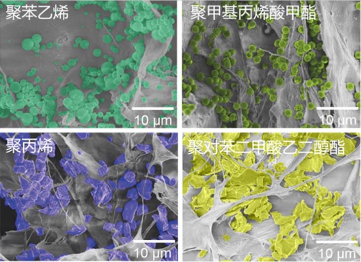 绿量无穷 | 去除率达99.8% 新型海绵可吸水中微塑//主//头