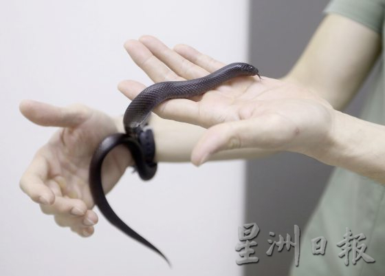 【与蛇同行/02】宠物蛇生病了,看异宠兽医如何诊治!──兽医黄立凯