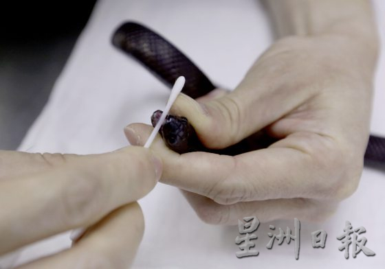 【与蛇同行/02】宠物蛇生病了,看异宠兽医如何诊治!──兽医黄立凯
