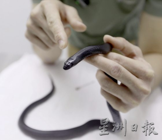 【与蛇同行/02】宠物蛇生病了,看异宠兽医如何诊治!──兽医黄立凯