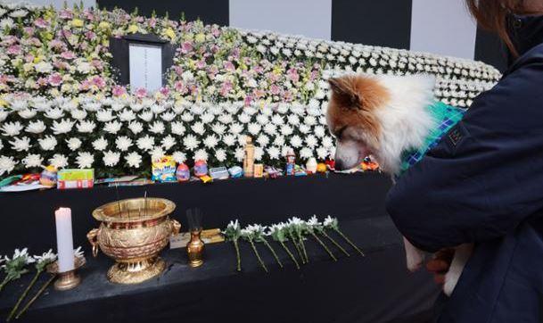 一家9口空难亡爱犬“布丁”送别主人 灵堂前凝望、一声不吠