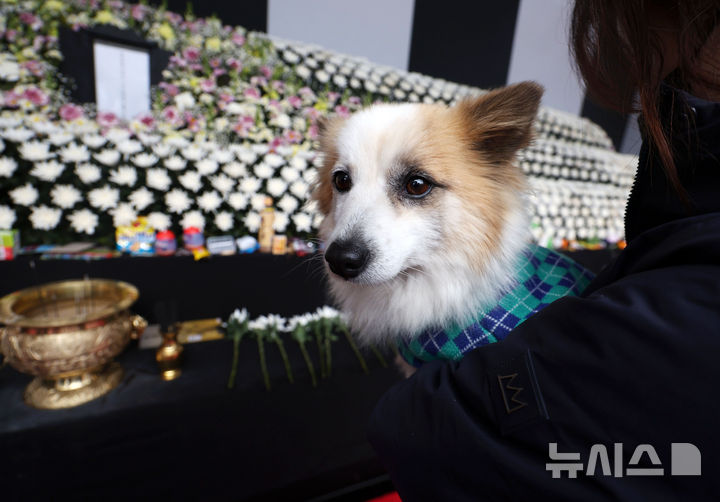 一家9口空难亡爱犬“布丁”送别主人 灵堂前凝望、一声不吠