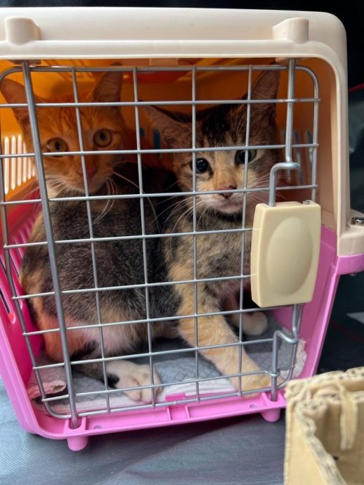 为流浪猫狗筹款 男子挑战400KM超级马拉松