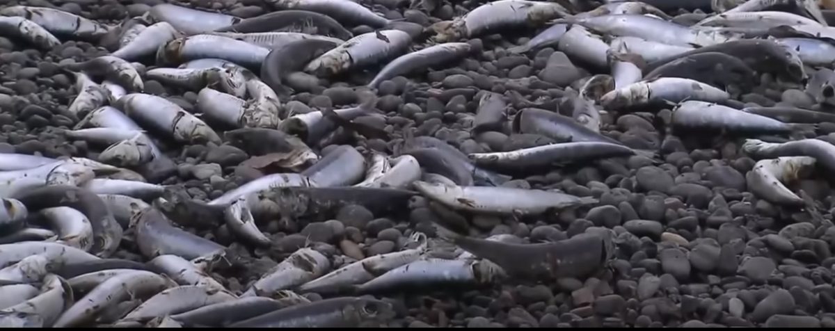 北海道沙丁鱼尸涌上岸绵延近1公里 网忧地震前兆
