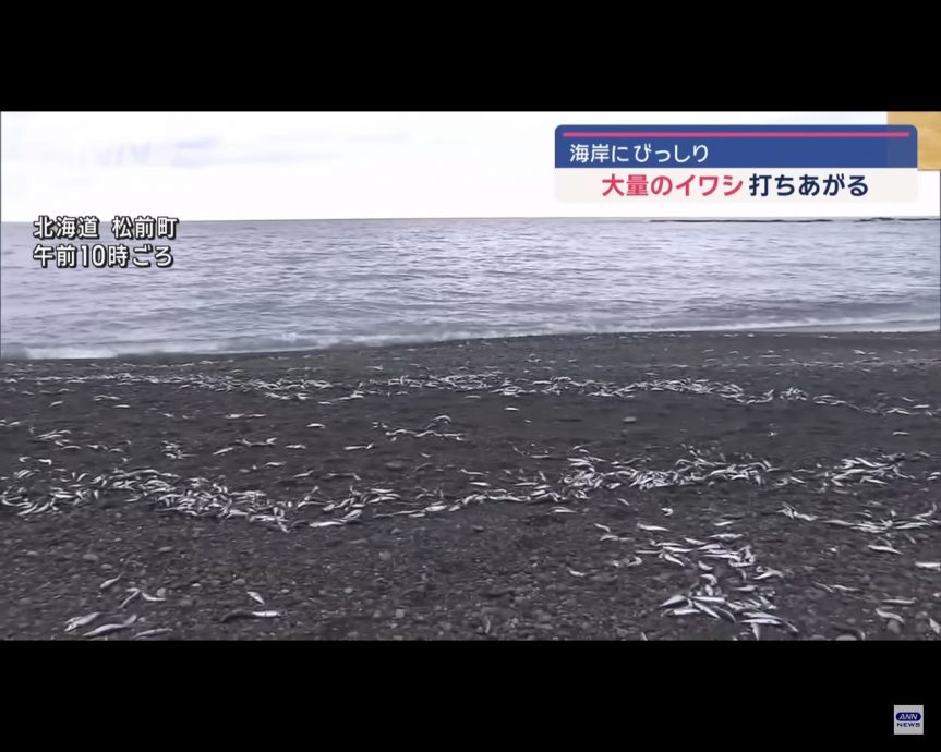北海道沙丁鱼尸涌上岸绵延近1公里 网忧地震前兆