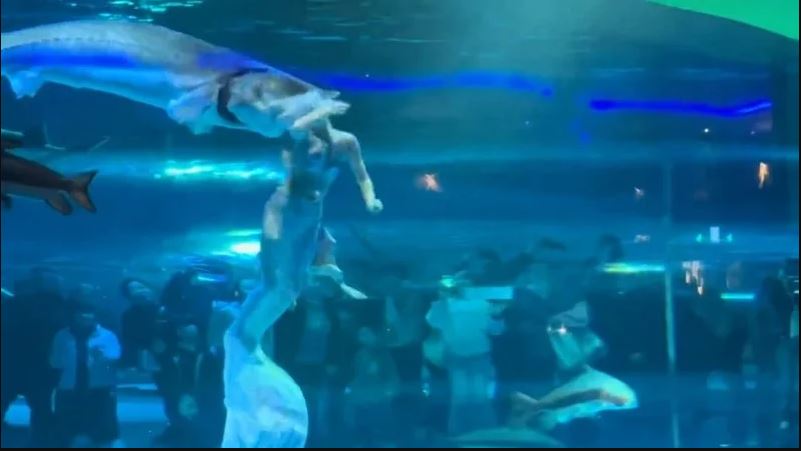 拚图)云南美人鱼表演者遭鲟鱼「咬头」