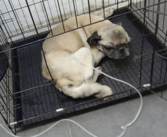 迪兰/苏小姐和她的巴哥狗狗