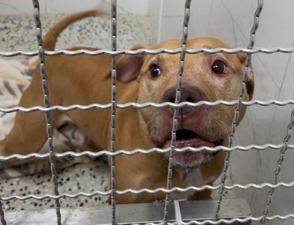 为防债主养恶犬 比特犬2度咬伤人恐安乐死