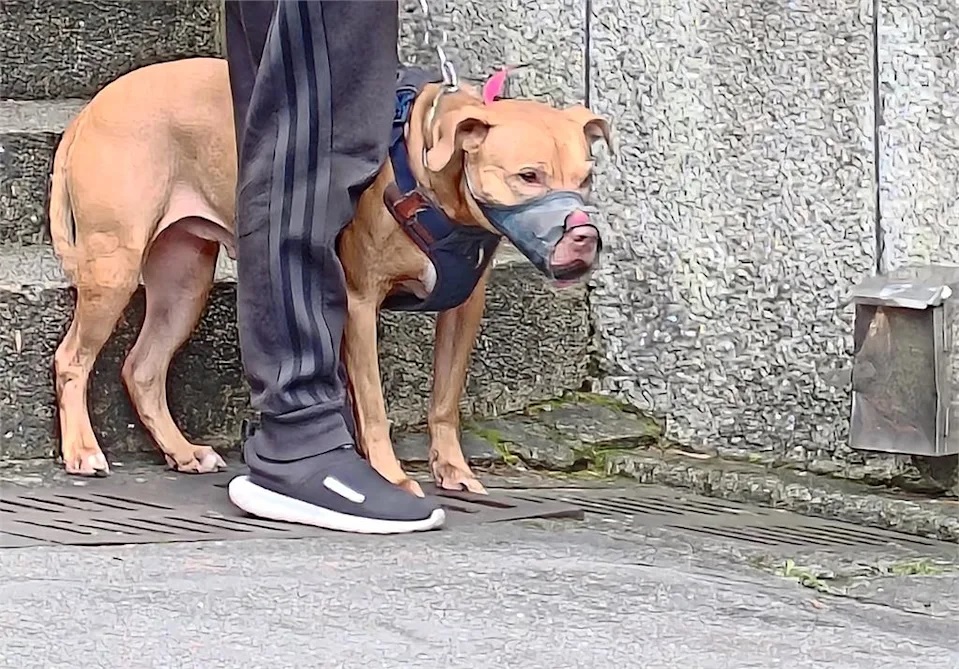 为防债主养恶犬 比特犬2度咬伤人恐安乐死