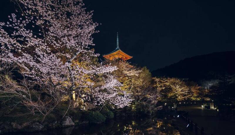 京都清水寺夜樱点灯!春季夜间特别参观即起开放