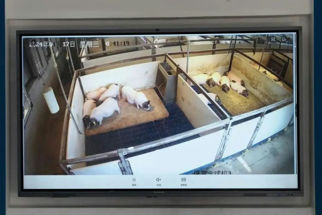 拼盘 )全球首宗!中国团队成功将猪肝脏移植人体 成果获国际承认