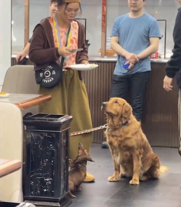 铲屎官好榜样!她买下狗狗舔过餐具 不让餐馆添困攘