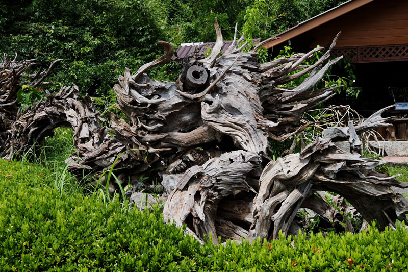 Kim Teoh/神秘的龙木凋公园──Dragon Tree Sculpture Garden