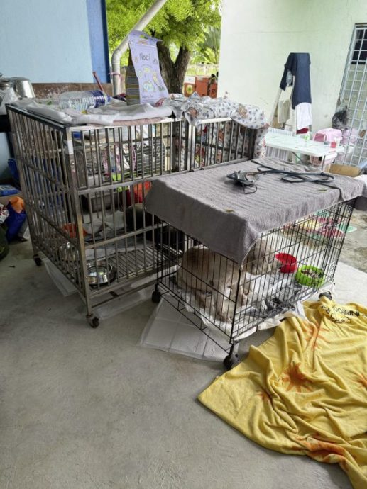 义工动员深入气爆灾区,救援受困受惊毛孩