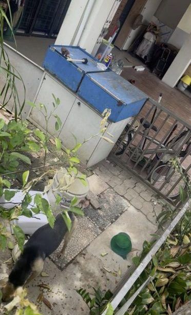 义工动员深入气爆灾区,救援受困受惊毛孩