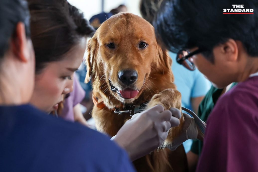 泰国出动搜救犬 为守候家属提供情绪支援
