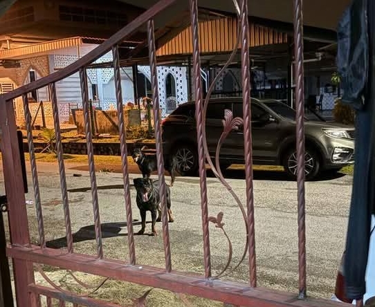 罗威纳犬咬伤5人 华裔狗主认罪共罚8千5 承诺以后不再养狗