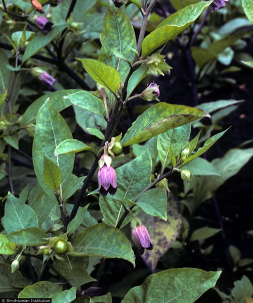 7种艳丽植物藏剧毒 小小相思豆误食或丢命