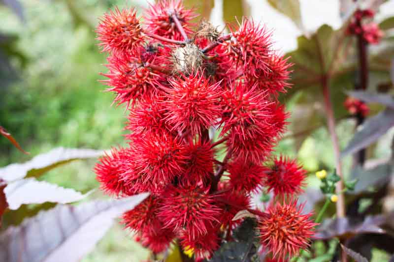 7种艳丽植物藏剧毒 小小相思豆误食或丢命