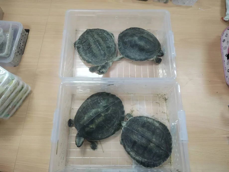 亿佩/走私动物
