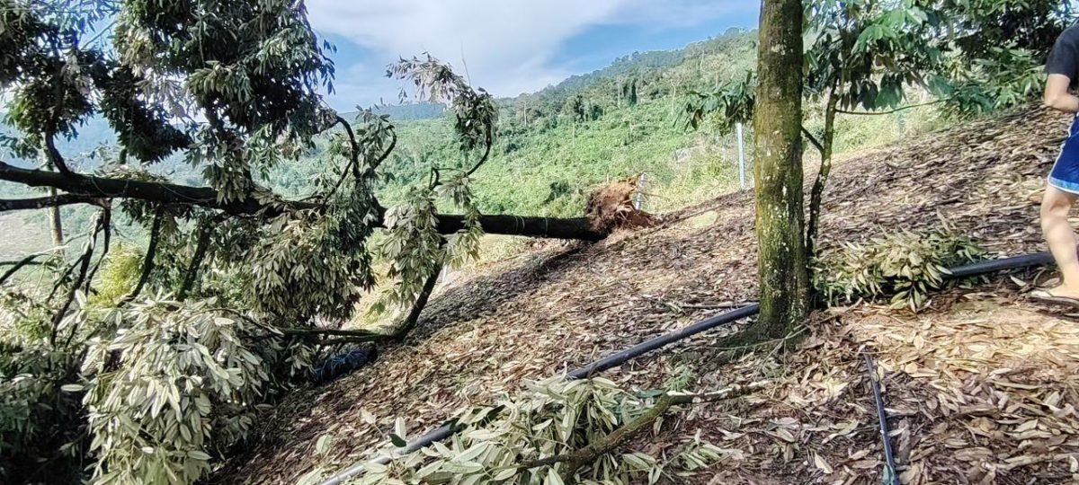 劳勿双溪兰祸不单行,风灾摧毁百余棵榴梿树