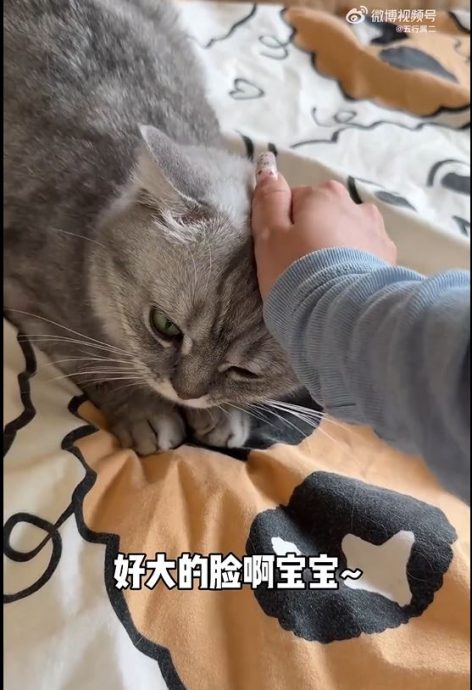 深圳酒店推猫狗陪睡网友忧遇变态虐宠