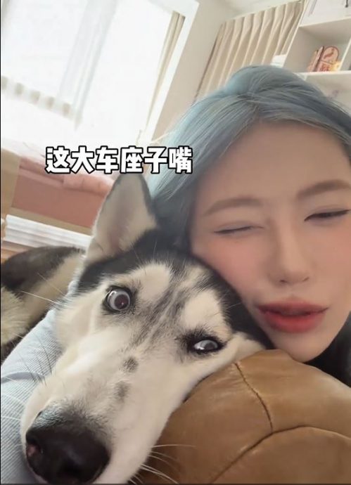 深圳酒店推猫狗陪睡网友忧遇变态虐宠