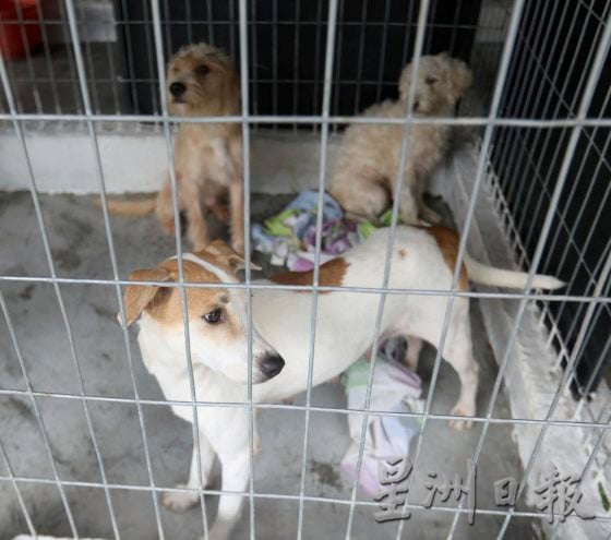 救5送2,救狗狗收获意外赠品