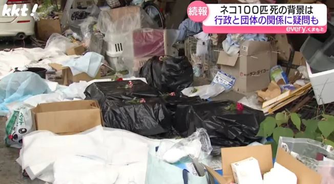 熊本一住家发现逾百猫尸 户主竟是动物保护志愿者