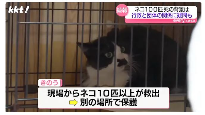 熊本一住家发现逾百猫尸 户主竟是动物保护志愿者