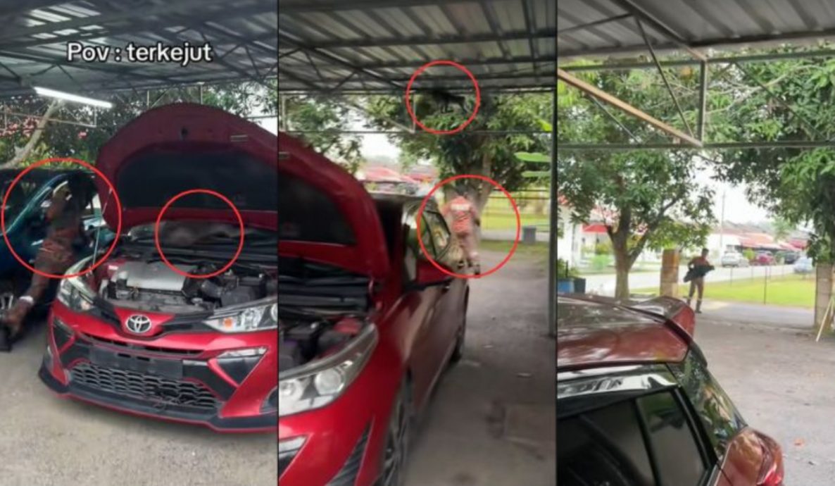 视频|不怕火场却怕猴子? 消拯员被“猴袭”吓到落荒逃