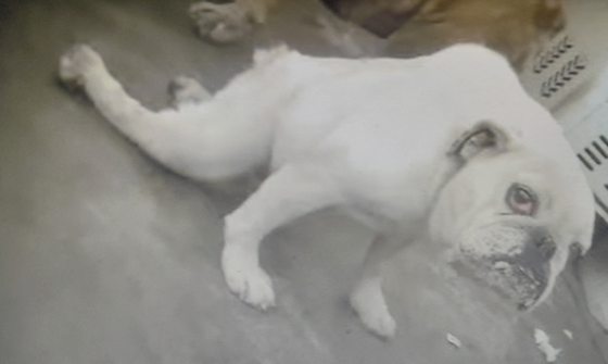 迪兰/领养等于爱