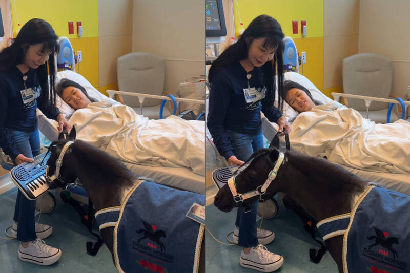 迷你马病床旁“弹钢琴”爆红!吸上百万人朝圣:吵到连植物人都醒来