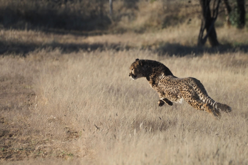 Kim Teoh/奔跑吧!猎豹 Cheetah Run