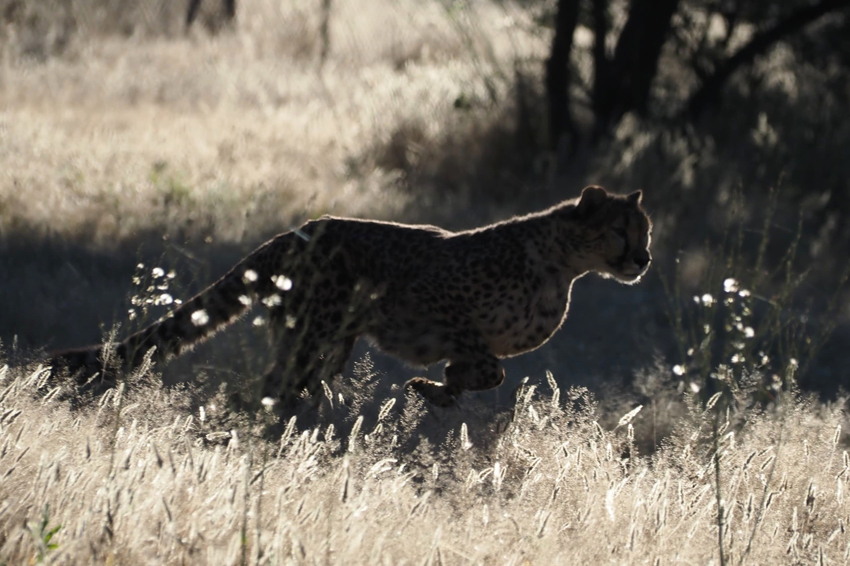 Kim Teoh/奔跑吧!猎豹 Cheetah Run