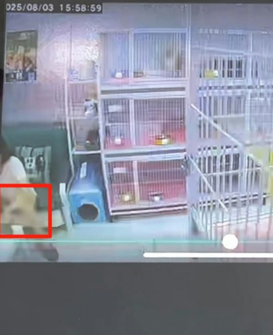 女子称心情不好包房虐猫 半小时致死4猫 店家报警追究