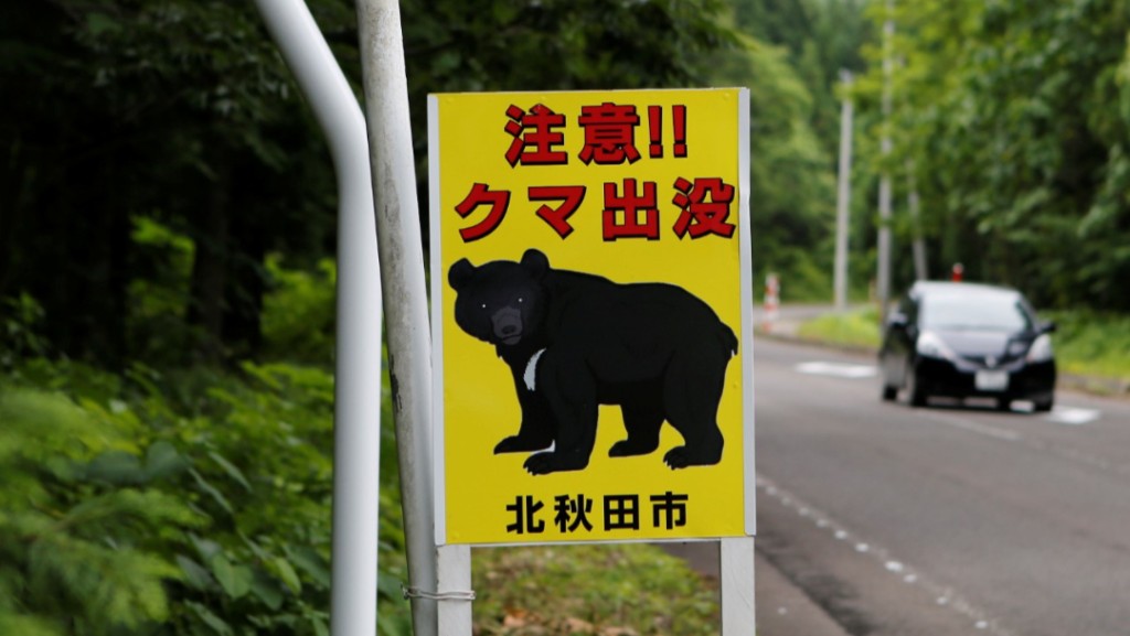 日本熊出没!中国领事提醒:驱熊用品旁身 勿独自进山