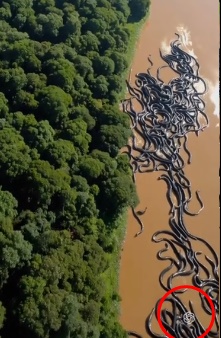 求真/亚马逊河巨蟒游走视频 人工智能生成