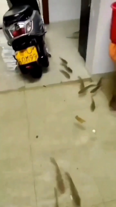 求真/网传“台湾南部淹水鱼进客厅”不实 实为广东潮州场景