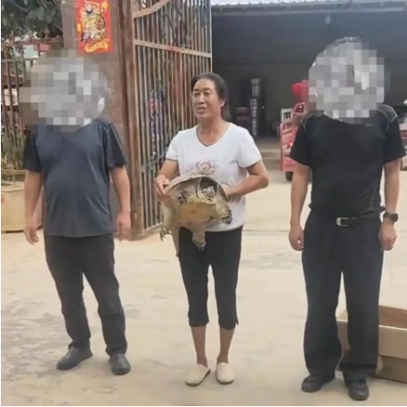 **看世界(只供网)**鳄龟爬出池被抱走主人祈归还 “希望善待别下肚”