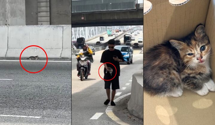视频|冒险闯MRR2中央隔离带 男子暖心救下小猫获赞