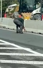 视频|澳无尾熊乱闯繁忙车道 82岁翁救出还“严厉训话”